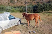 kisinev orheiul typova 07